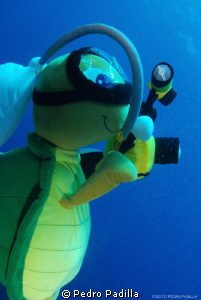 Turtle Diving @ Socorro by Pedro Padilla 